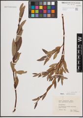 Foto von Salix daphnoides Vill.